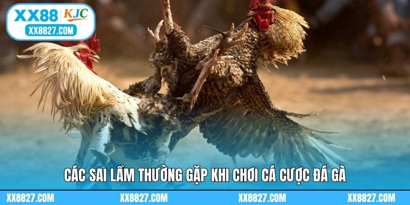 Các sai lầm thường gặp khi chơi cá cược đá gà