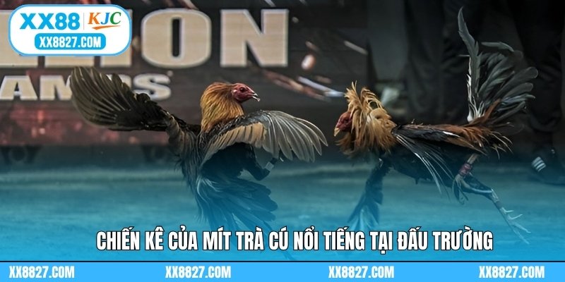 Chiến kê của Mít Trà Cú nổi tiếng tại đấu trường