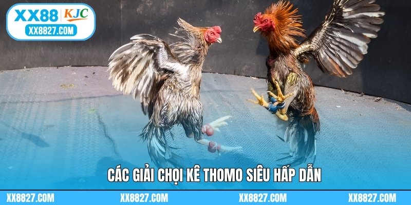 Các giải chọi kê Thomo siêu hấp dẫn
