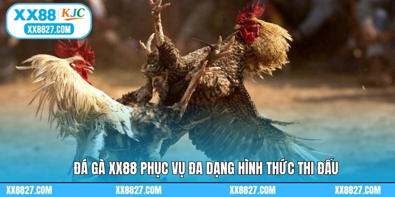 Đá gà XX88 phục vụ đa dạng hình thức thi đấu