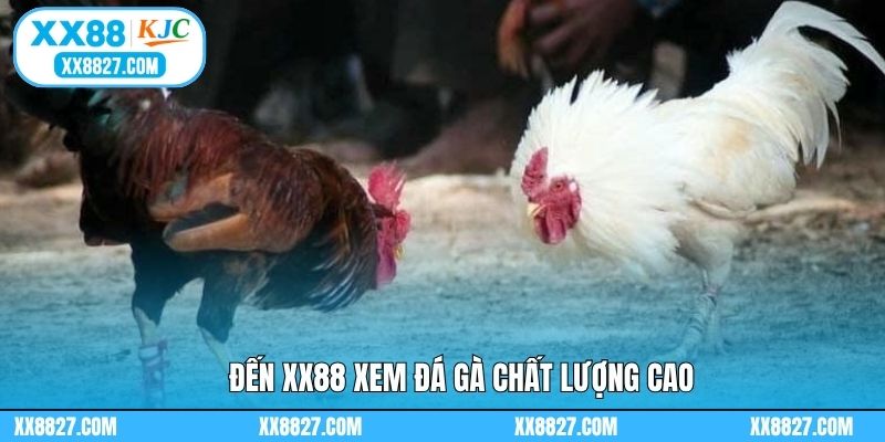 Đến XX88 xem đá gà chất lượng cao