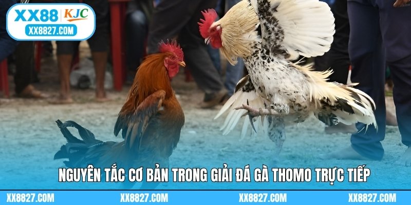 Nguyên tắc cơ bản trong giải đá gà Thomo trực tiếp