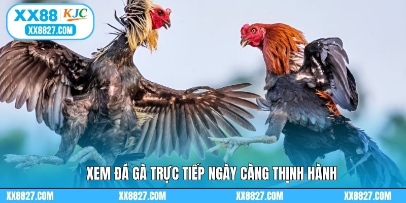 Xem đá gà trực tiếp ngày càng thịnh hành